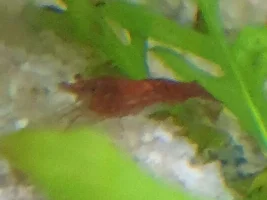 55g(220l) Planted Aquarium