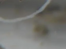 White stringy poop? Fish dying