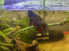 Betta looks bloated and not moving or eating???