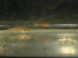 Blonde red tiger endler hybrids