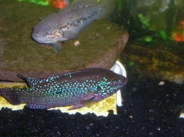 Speckles , Spots and