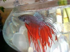 I got my into fish-she got a betta first