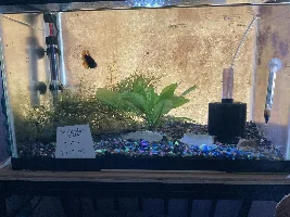 VOTE NOW - September 2024 Tank of the Month Contest (16 Gal and smaller)