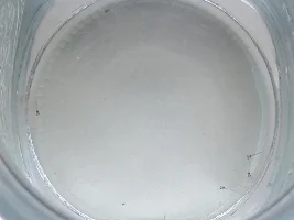 Corydoras aeneus Fry