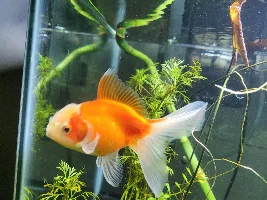 Unpopular Opinions (fish related)