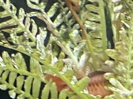 Spawning Cherry Barbs
