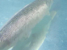 Spotted Gar fungal infection