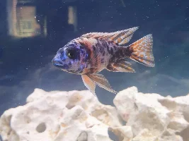 Are these hormone?