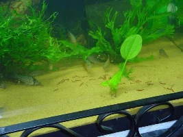 New Corys
