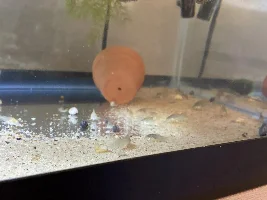 Bronze cories spawned!!
