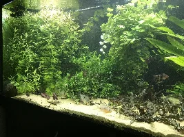 130 gallon planted tank