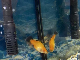 Is my female platy fish sick?