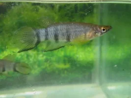 Epiplatys dageti
