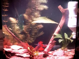 My Managerie of Tanks