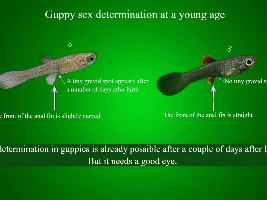 Sex determination in guppies at a young age...