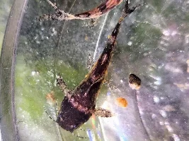 Microglanis sp.