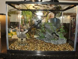 New To Fish Keeping And Not Had Lots Of Luck So Far