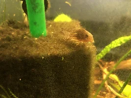 Best approach for a corydoras quarantine