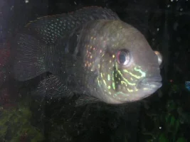 My Gallery of fish + Tanks