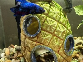 Betta help tropical fish emergency