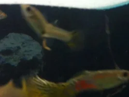 Bent Guppy Baby