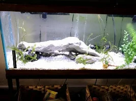 Trading Spaces Aquarium