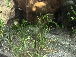 Serious Algae/Cyanobacteria Problem