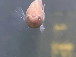 Livebearers at Atlas Aquarium in Nundah