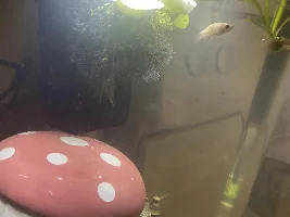 intro