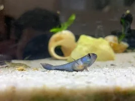 Austrolebias Bellotti posing