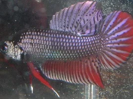 Sorry, I just love this little guy! VEGA!