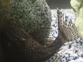 What to feed my Plecos who won't eat green things