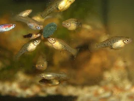 Feeding time of my Catemaco platies