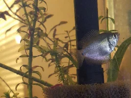 Can someone please sex this dwarf Gourami for me?