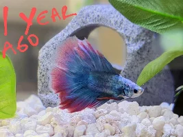 Betta White Patches on Fins and Fin Loss