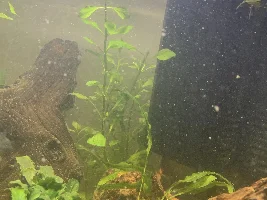 What is this?