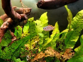 Peacock gudgeon photos