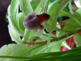My 10 Gallon Freshwater