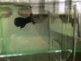 pls let my guppies be pregnant