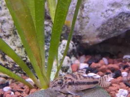 VOTE NOW - April 2026 Fish of the Month Contest(Corydoras)