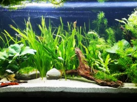 Planted 52