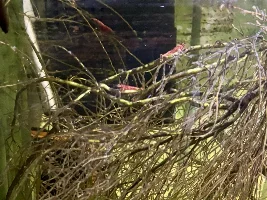 diving into the colored shrimp...