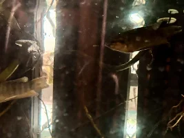 paradise fish making googlie eyes at each other??? a start to a bubble nest???