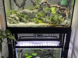 How long does it take guppies to grow to their full size?