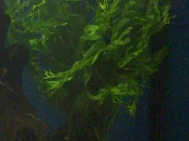 Live Plants!