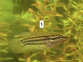 Sexing Croaking Gouramis (Trichopsis vittata)