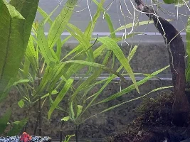 What’s this plant?