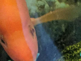 Ich problem one fish showing signs