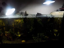 29.5 Gallon fish tank - Amazonian inspired