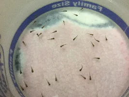 Former Newbie's African Cichlid Experience